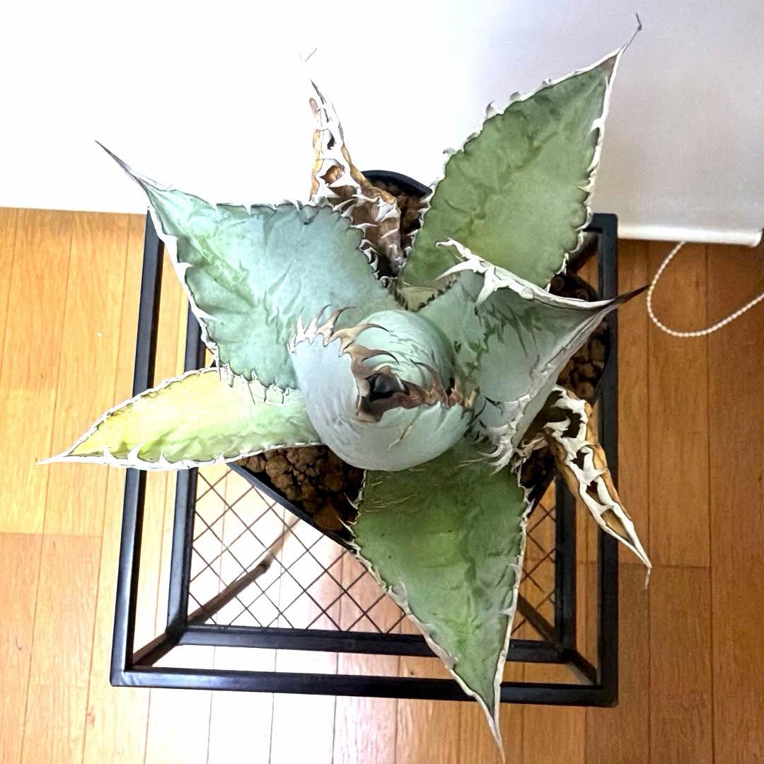 アガベ 鉢植発送 ライオンズメーン 大株強刺 極上血統 スペシャル個体 特選株