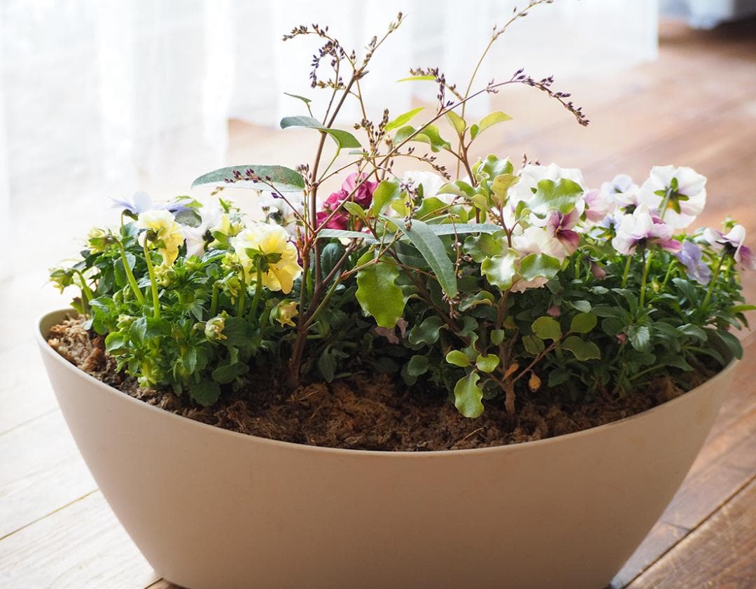 【リユース鉢お値引品】ロングオーバルポットの華やか寄せ植え