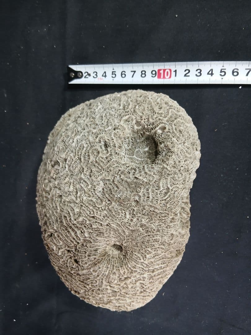 珊瑚 白珊瑚 サンゴ 白化 珊瑚礁