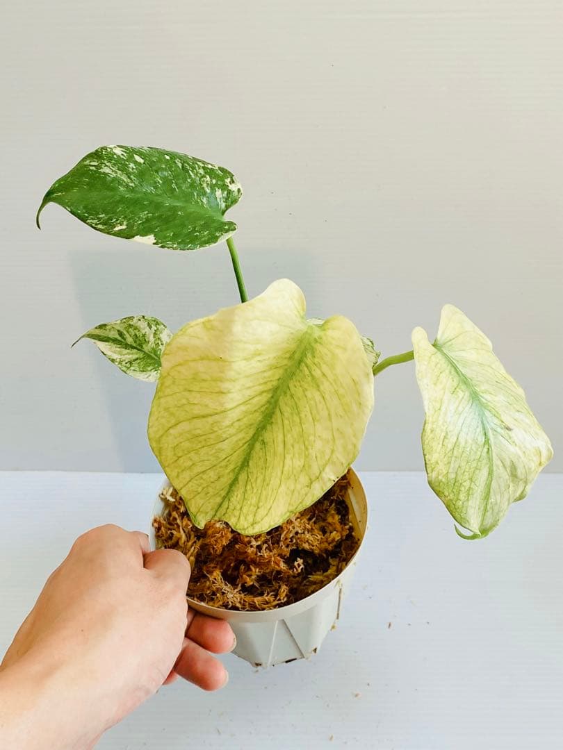 ☆白斑超美株☆ モンステラ ホワイトモンスター 天津蘭 Monstera④