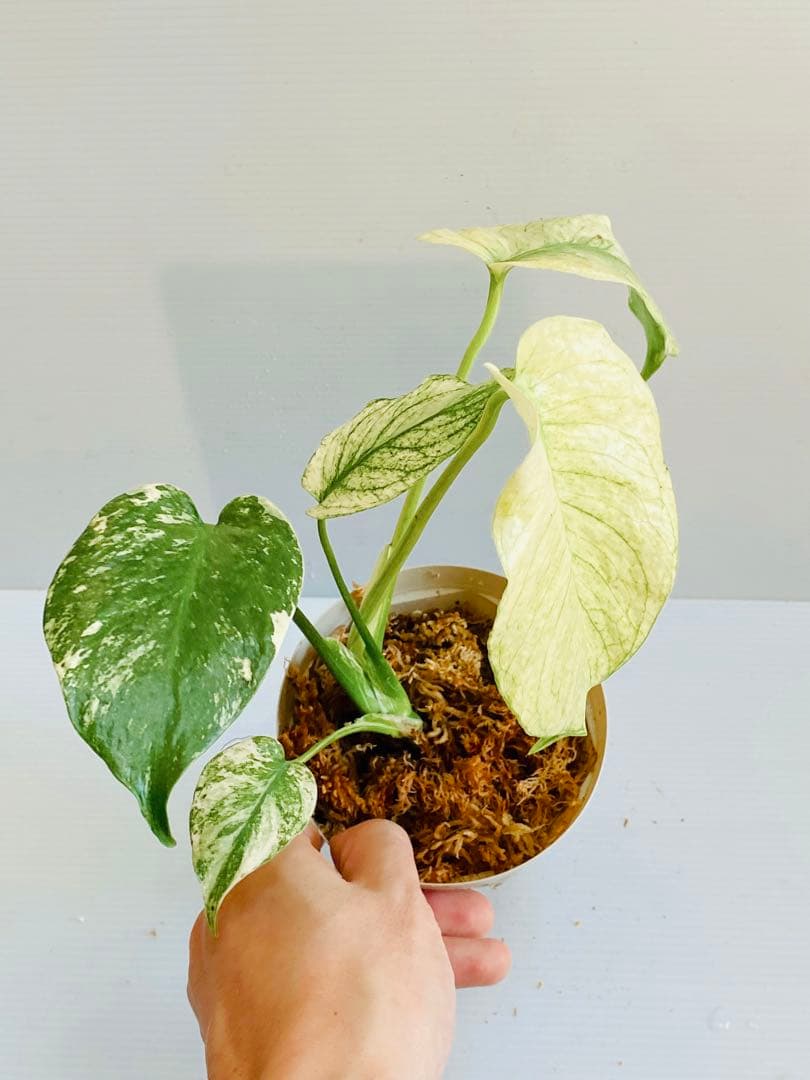 ☆白斑超美株☆ モンステラ ホワイトモンスター 天津蘭 Monstera④