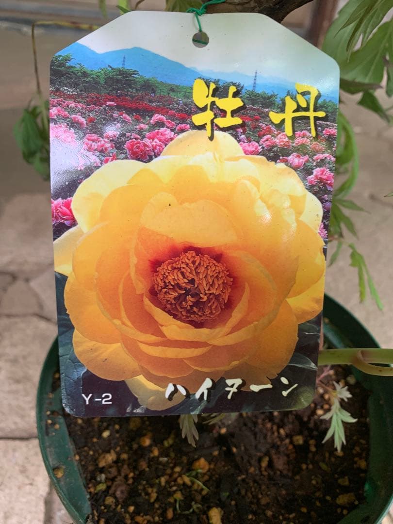 牡丹の苗木 ハイヌーン 鉢ごと発送
