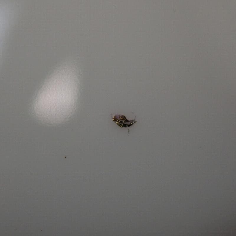 RU-6212　ロイヤル　アルバート　カントリーローズ　プレート　18㎝　6客。