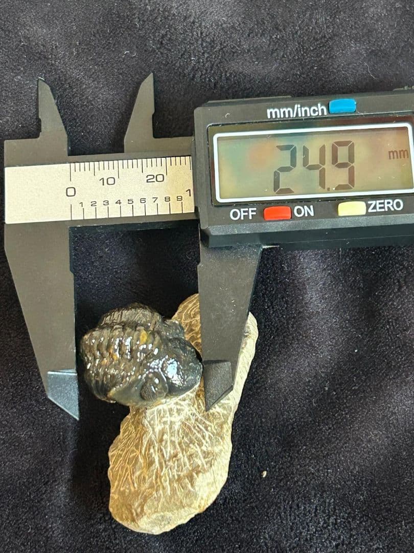 三葉虫モロッコ産⑧ファコプスPhacopsリードプスReedops？化石デボン紀