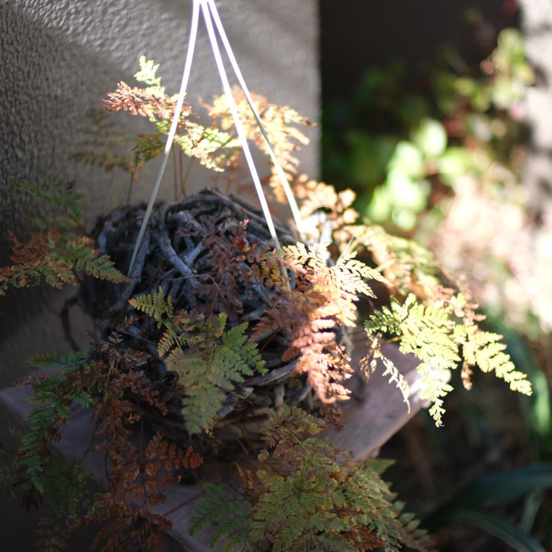 美品　7artisans 35mm f1.2 Ⅱ　Xマウント