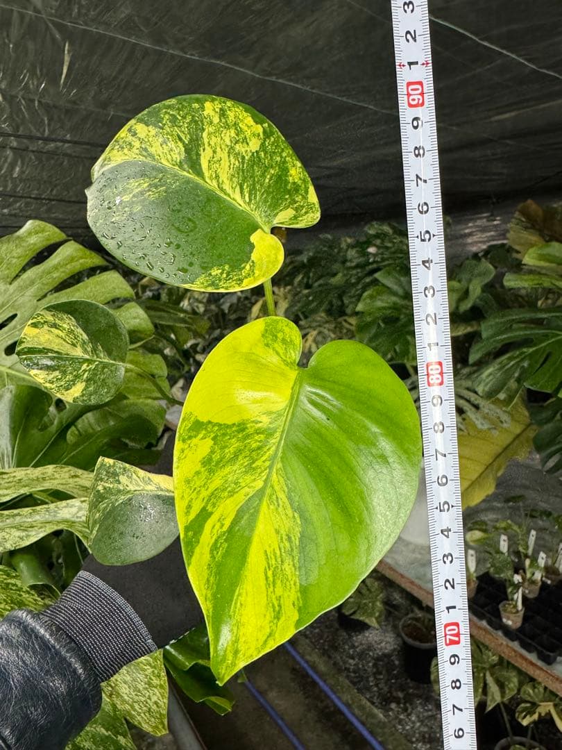 S*T様 28モンステラ　イエローマリリン　黄斑入り