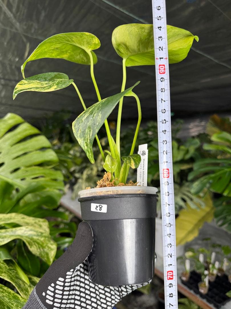 S*T様 28モンステラ　イエローマリリン　黄斑入り