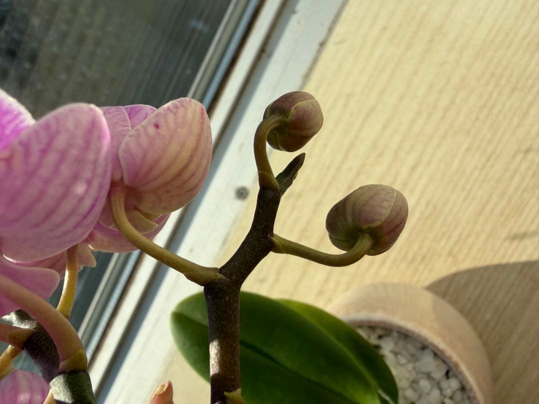 セール！一株限定❣️縞柄胡蝶蘭　花瓶の外鉢ごと