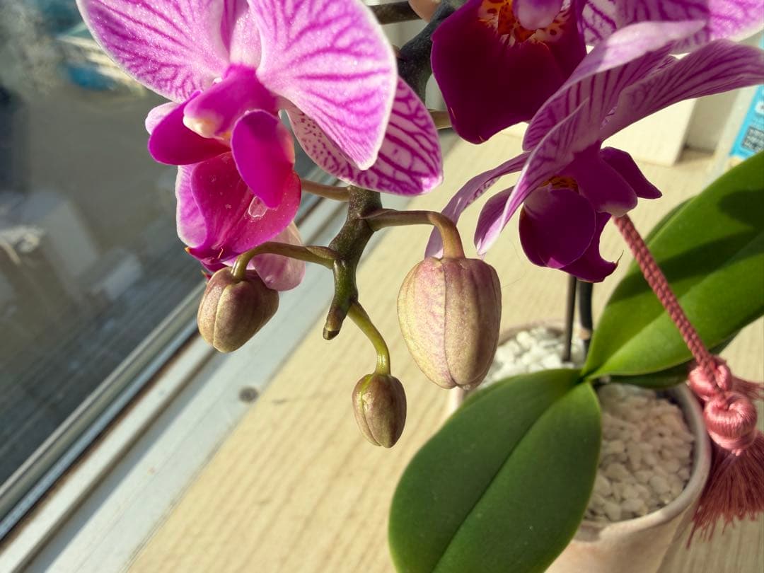 セール！一株限定❣️縞柄胡蝶蘭　花瓶の外鉢ごと