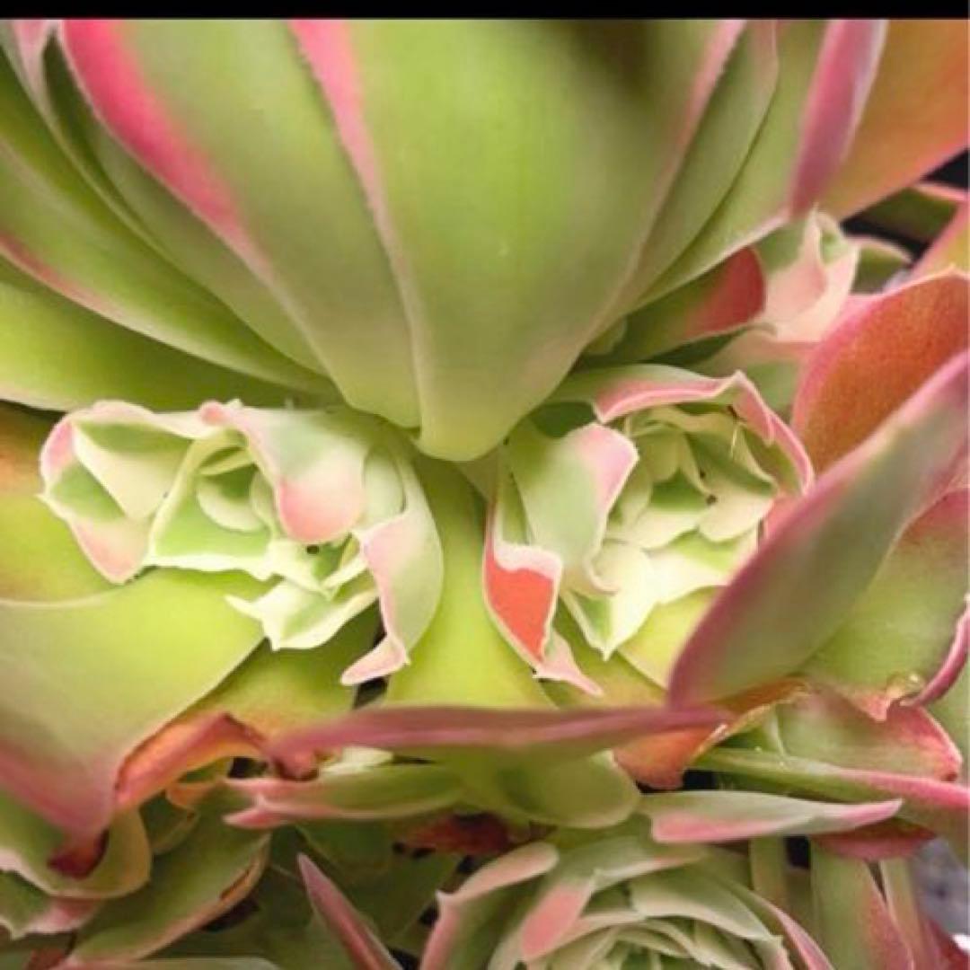 6#多肉植物アエオニウム錦❤️リバーストーン❤️ 1大頭15小頭23cm 拔き苗