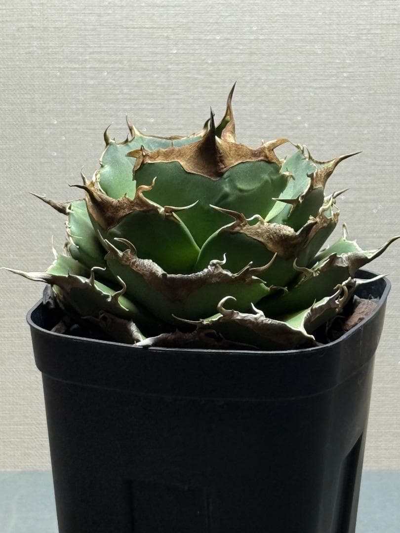 アガベ 黒豹 親株