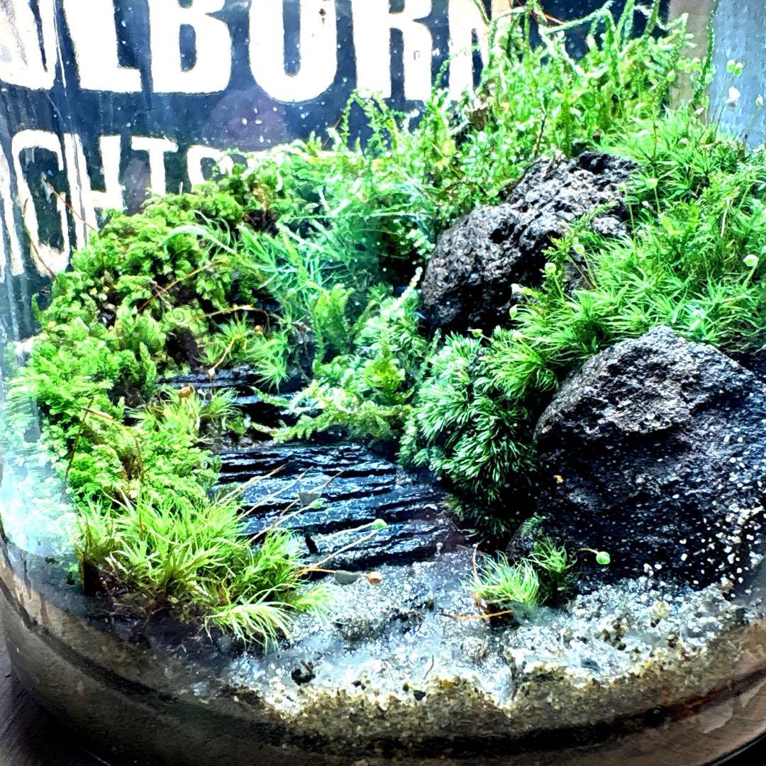 ❣️苔アート❣️石段の階段❣️完成品❣️送料込み❣️