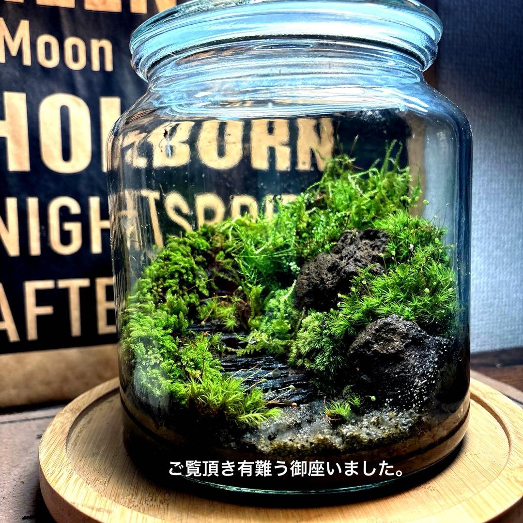❣️苔アート❣️石段の階段❣️完成品❣️送料込み❣️