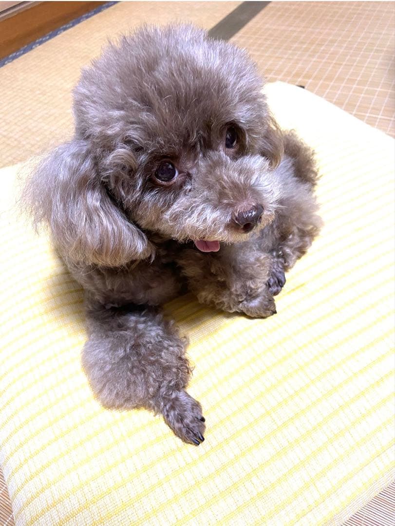 げんた様　確認用
