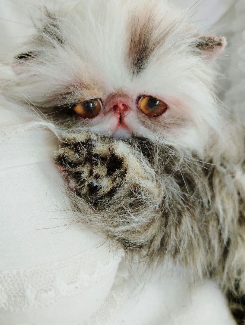 生後１か月♡可愛い毛の子猫ちゃん♡アートドール♡ぬいぐるみ♡