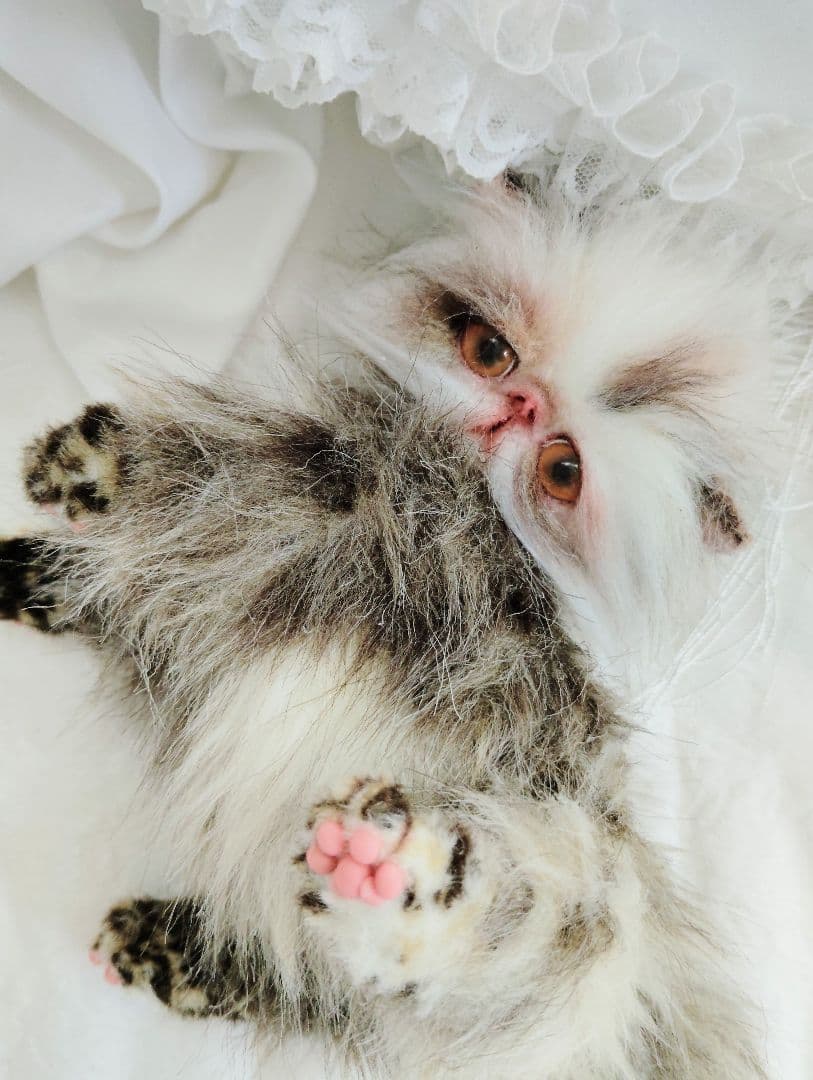 生後１か月♡可愛い毛の子猫ちゃん♡アートドール♡ぬいぐるみ♡