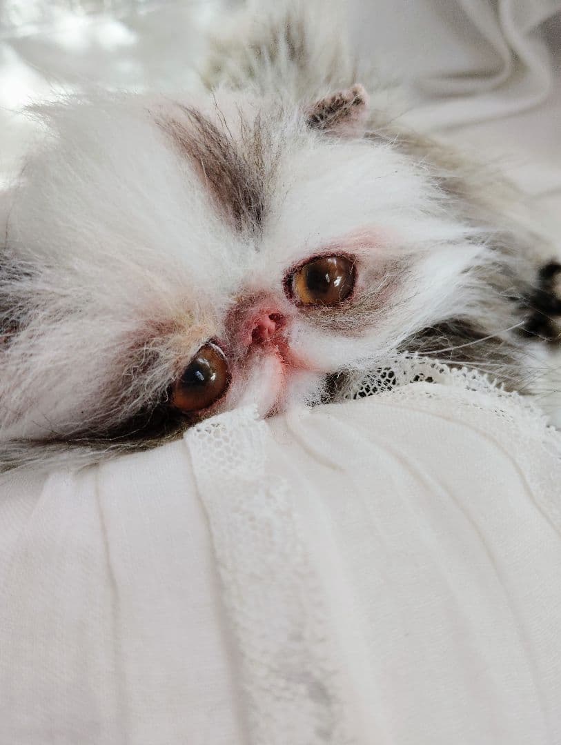 生後１か月♡可愛い毛の子猫ちゃん♡アートドール♡ぬいぐるみ♡