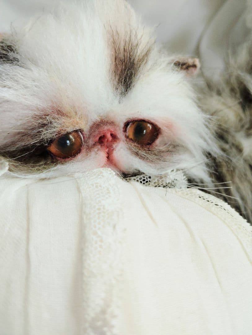 生後１か月♡可愛い毛の子猫ちゃん♡アートドール♡ぬいぐるみ♡