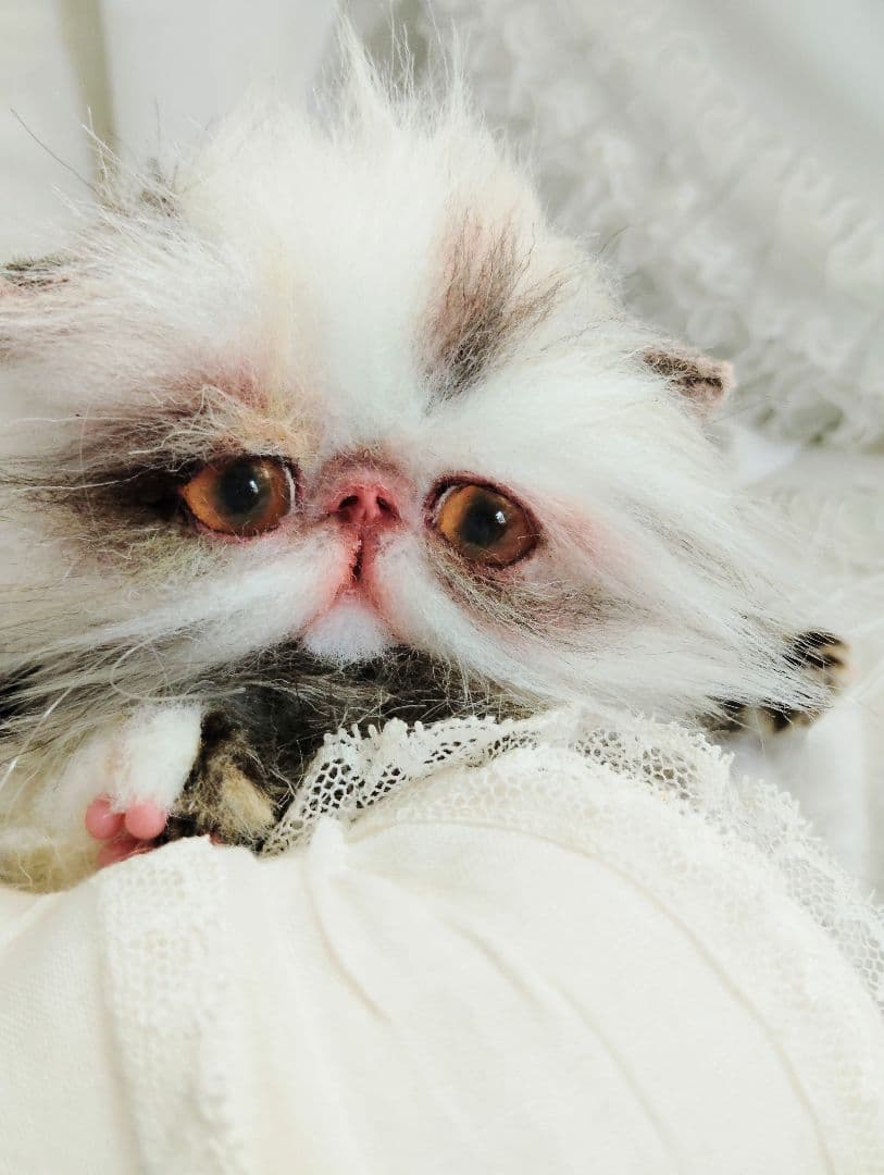 生後１か月♡可愛い毛の子猫ちゃん♡アートドール♡ぬいぐるみ♡