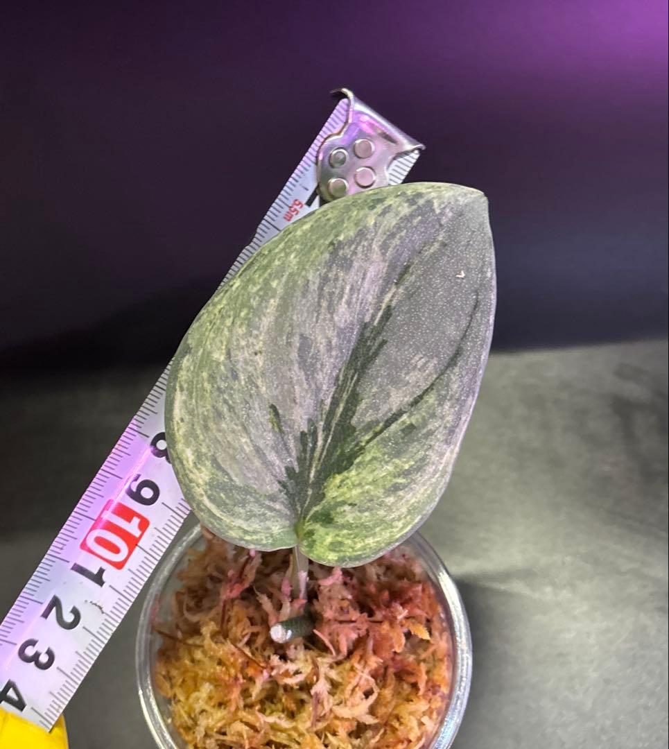 スキンダプサス　綺麗な斑入り　セット　B3