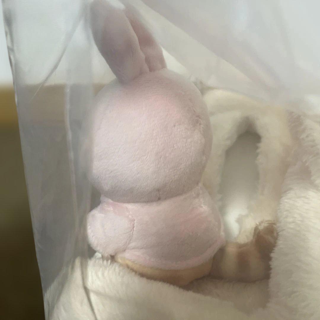 一番くじ　モフサンド　ラストワン賞　くつろぎにゃんこのソファ型ティッシュケース