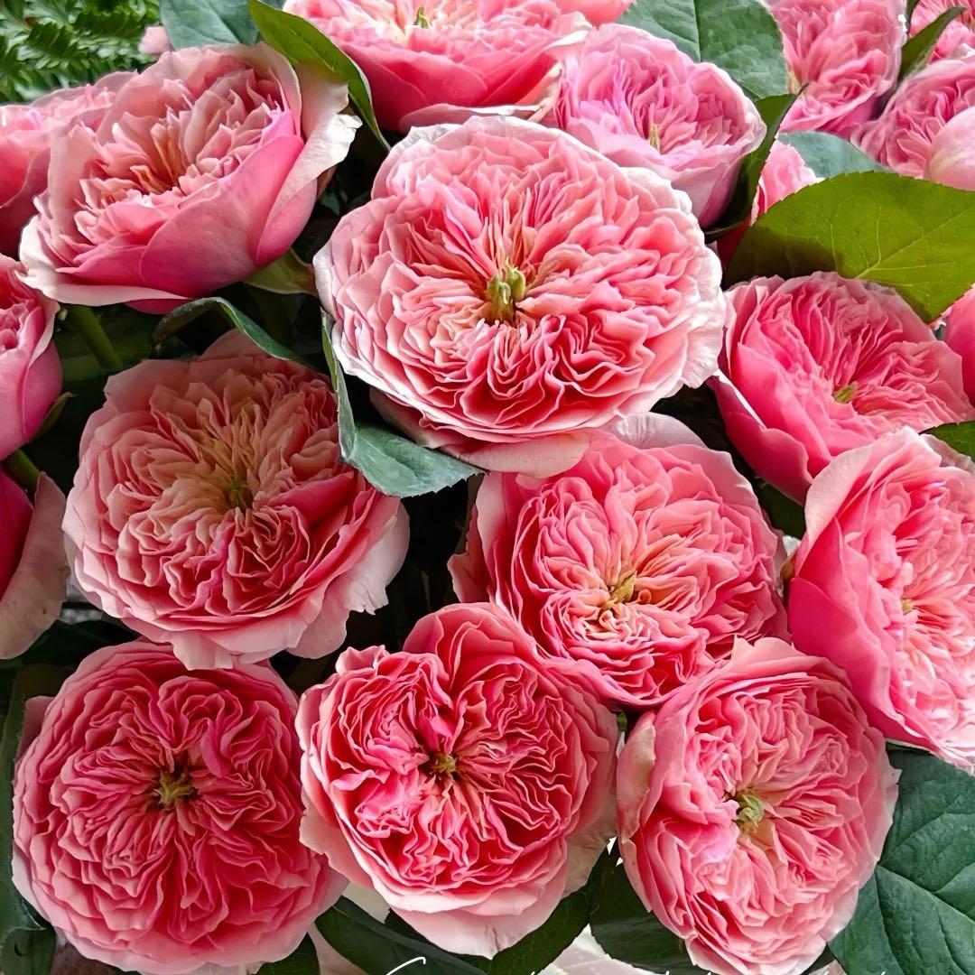 「Rose」切り花品種バラ苗　Rome♡ Rose