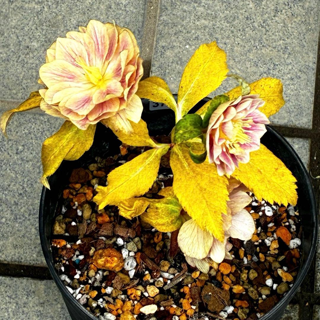 3714☘️極上☘️⭐️ソレイユ⭐️アプリ/ピンク⭐️小中輪⭐️多弁⭐️広瀬園芸⭐️