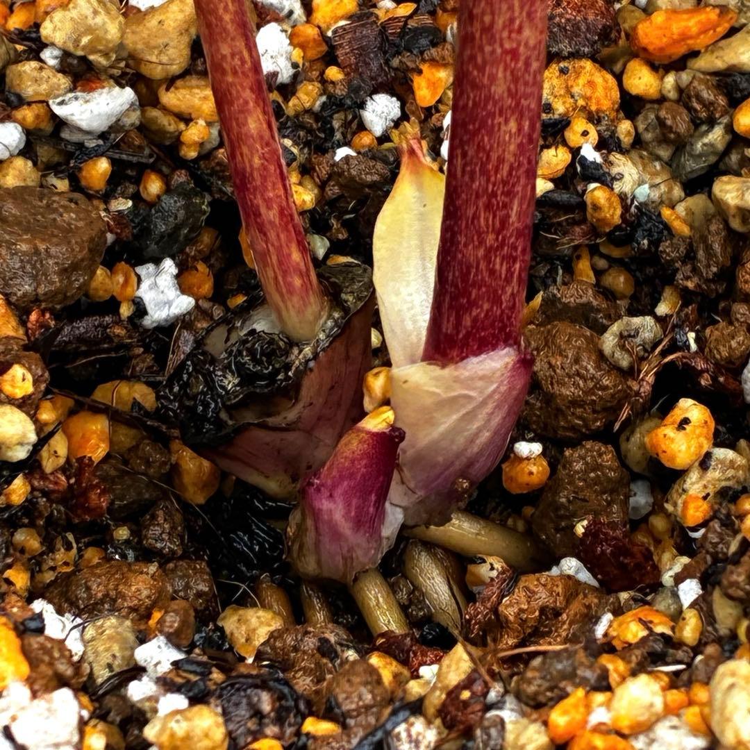 3714☘️極上☘️⭐️ソレイユ⭐️アプリ/ピンク⭐️小中輪⭐️多弁⭐️広瀬園芸⭐️