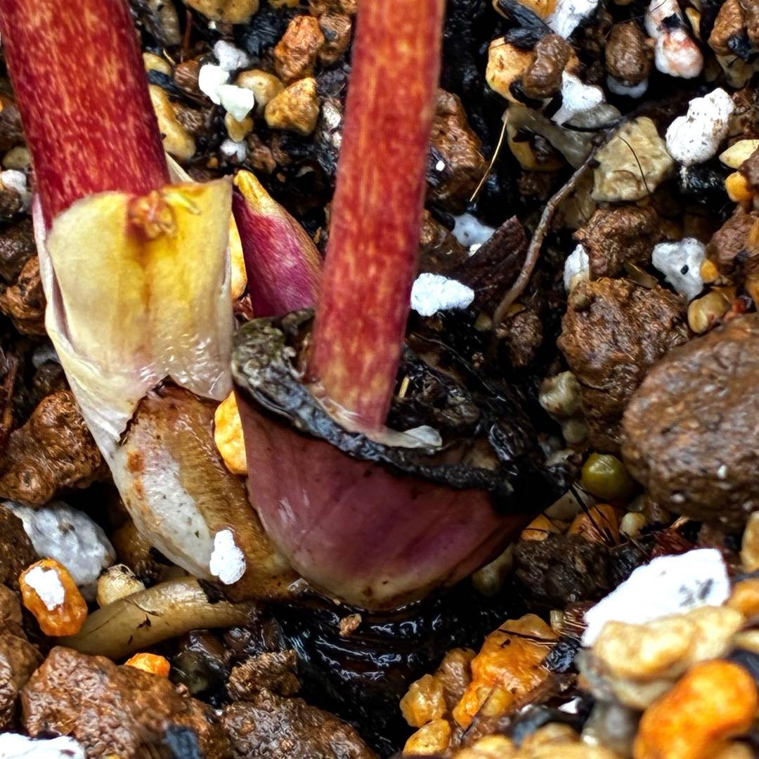 3714☘️極上☘️⭐️ソレイユ⭐️アプリ/ピンク⭐️小中輪⭐️多弁⭐️広瀬園芸⭐️