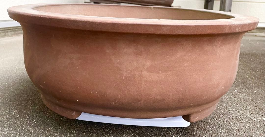 盆栽　鉢　57cm　板山　大型　特大