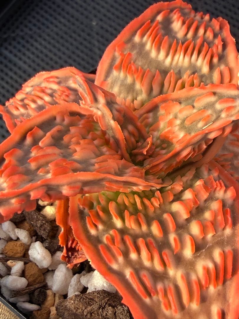 アロエ　ハイブリッド　Aloe hybrid 第四種　De-5