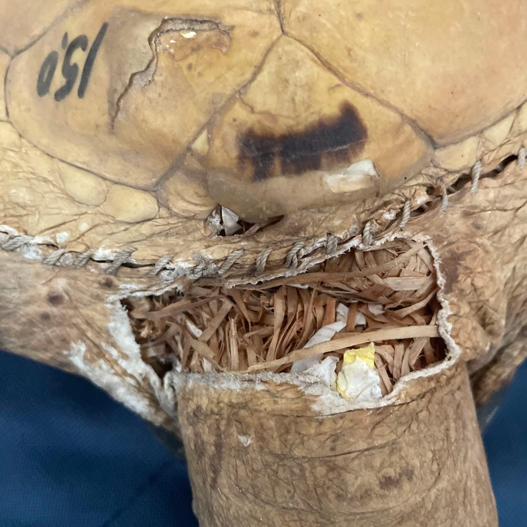 タイマイ　ウミガメ　剥製　国際希少野生動植物種登録票有り