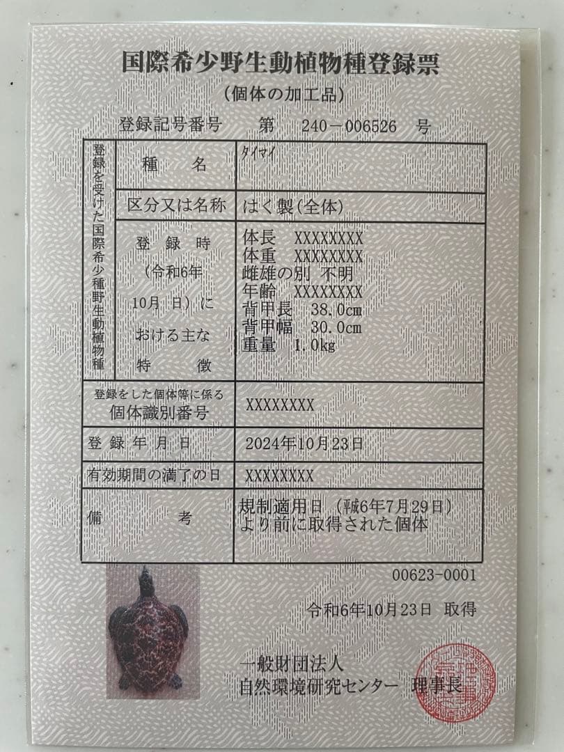 タイマイ　ウミガメ　剥製　国際希少野生動植物種登録票有り