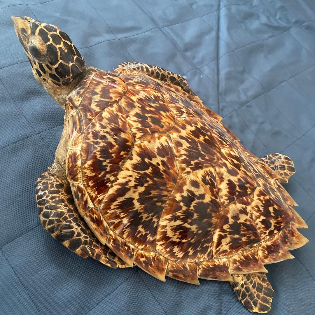 タイマイ　ウミガメ　剥製　国際希少野生動植物種登録票有り