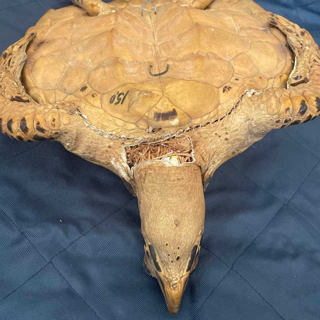 タイマイ　ウミガメ　剥製　国際希少野生動植物種登録票有り