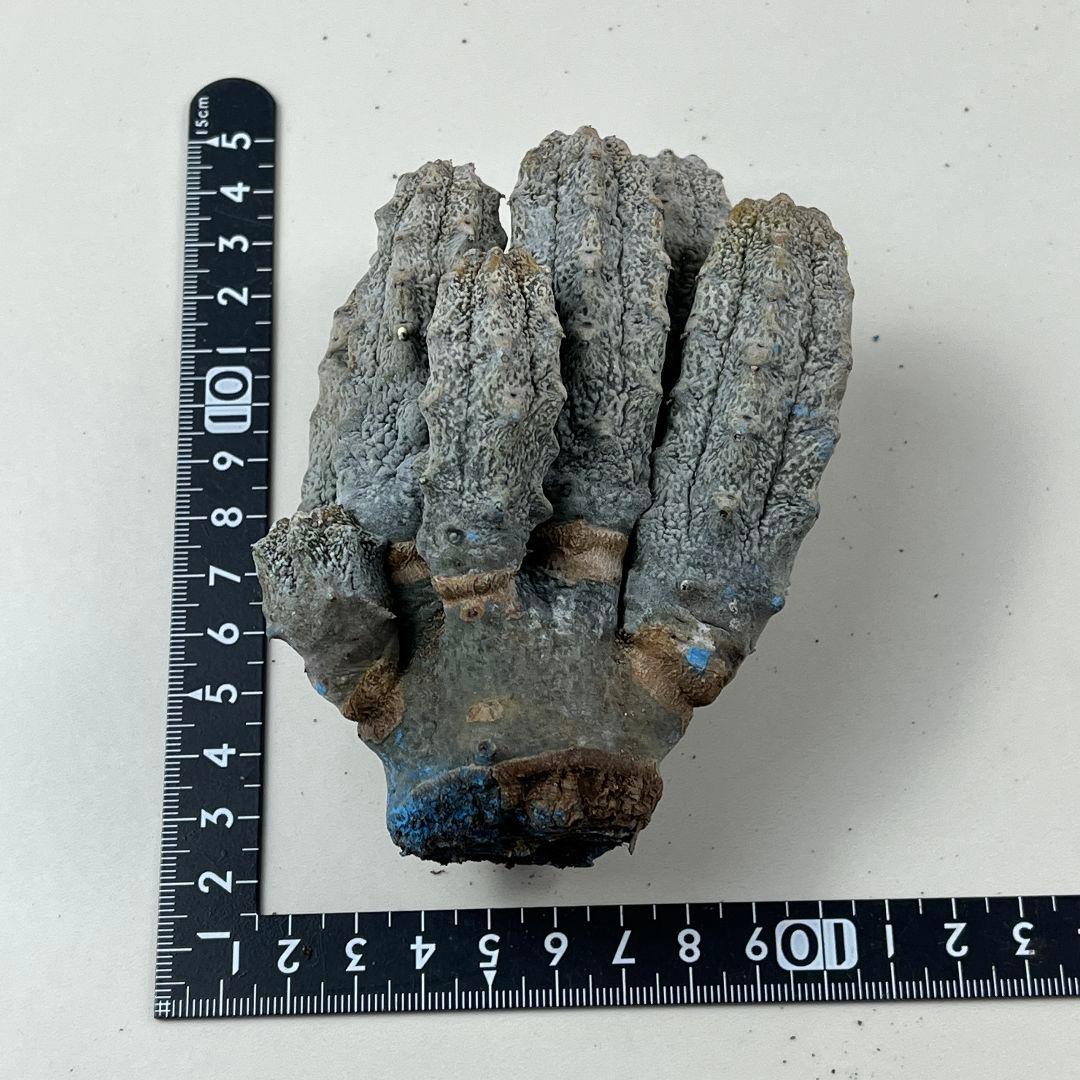 T*I様 395ユ一フォルビアアブデルクリ 自根 群生株