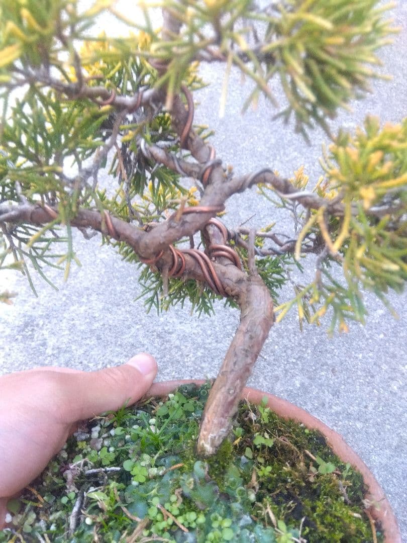 黄金真柏　盆栽　５号陶器鉢つき　螺旋状曲がり❗　か