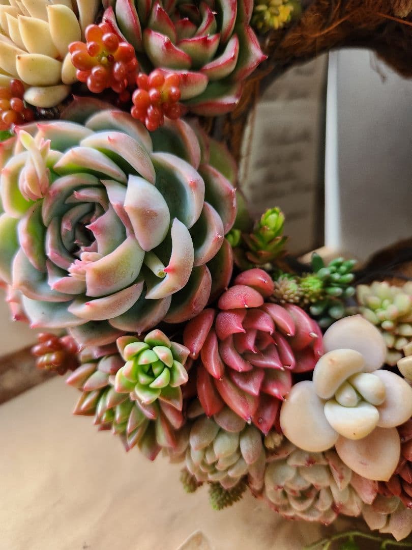 多肉植物寄せ植え