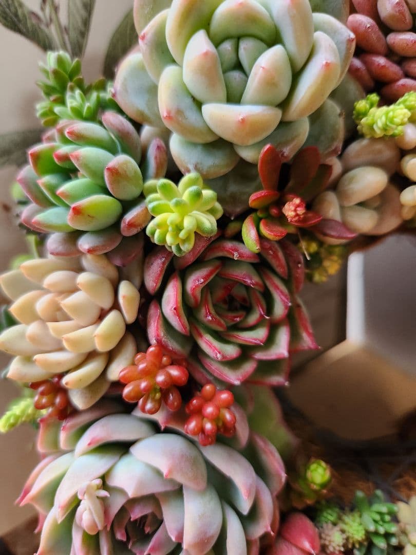 多肉植物寄せ植え