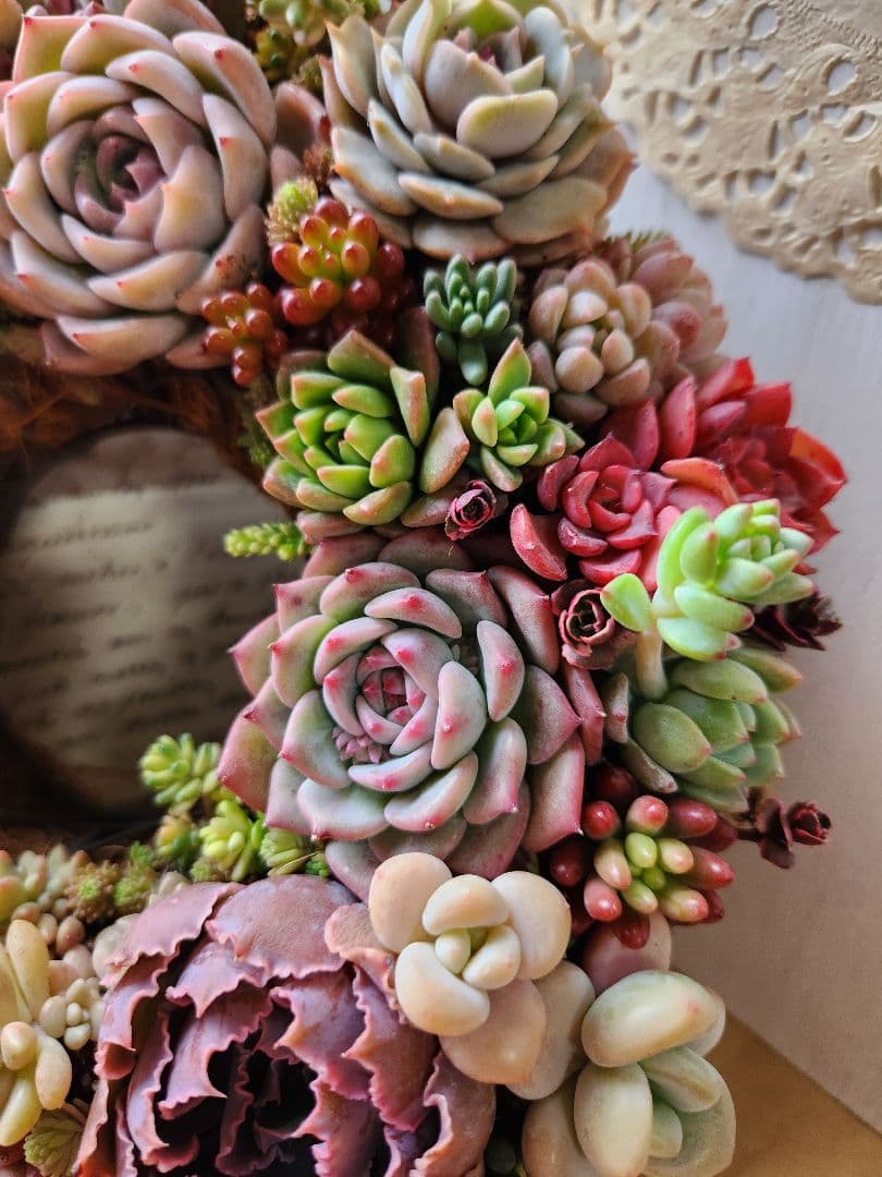 多肉植物寄せ植え