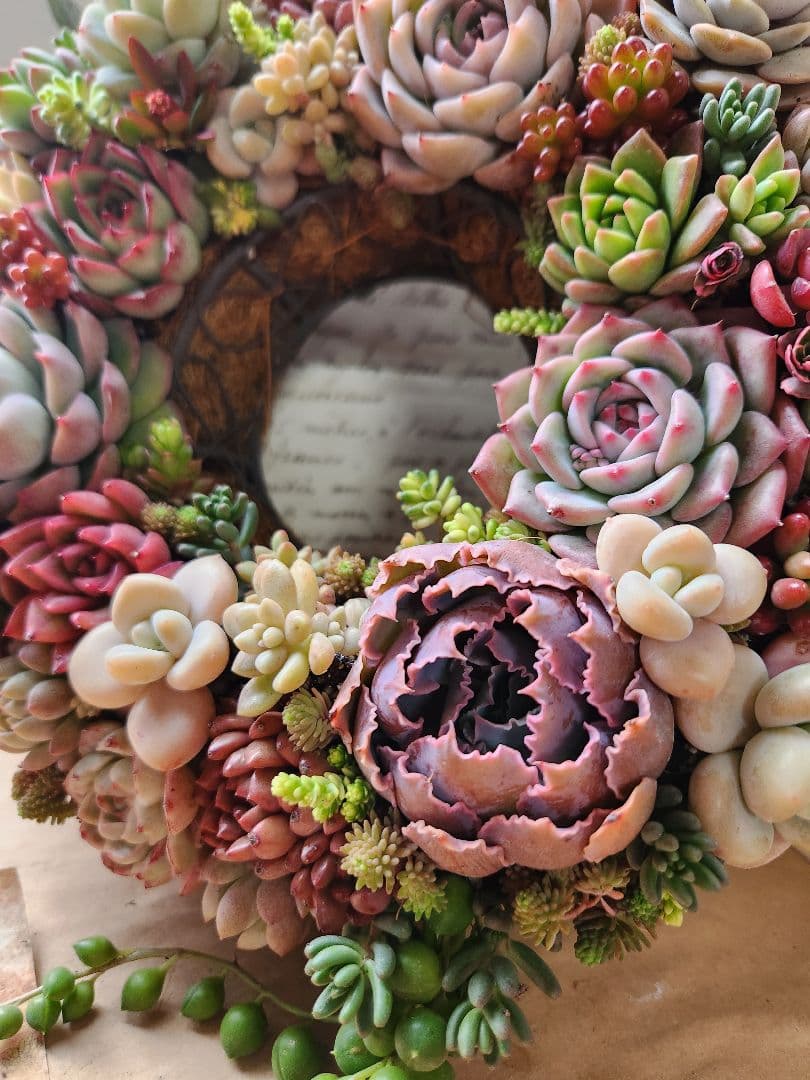多肉植物寄せ植え