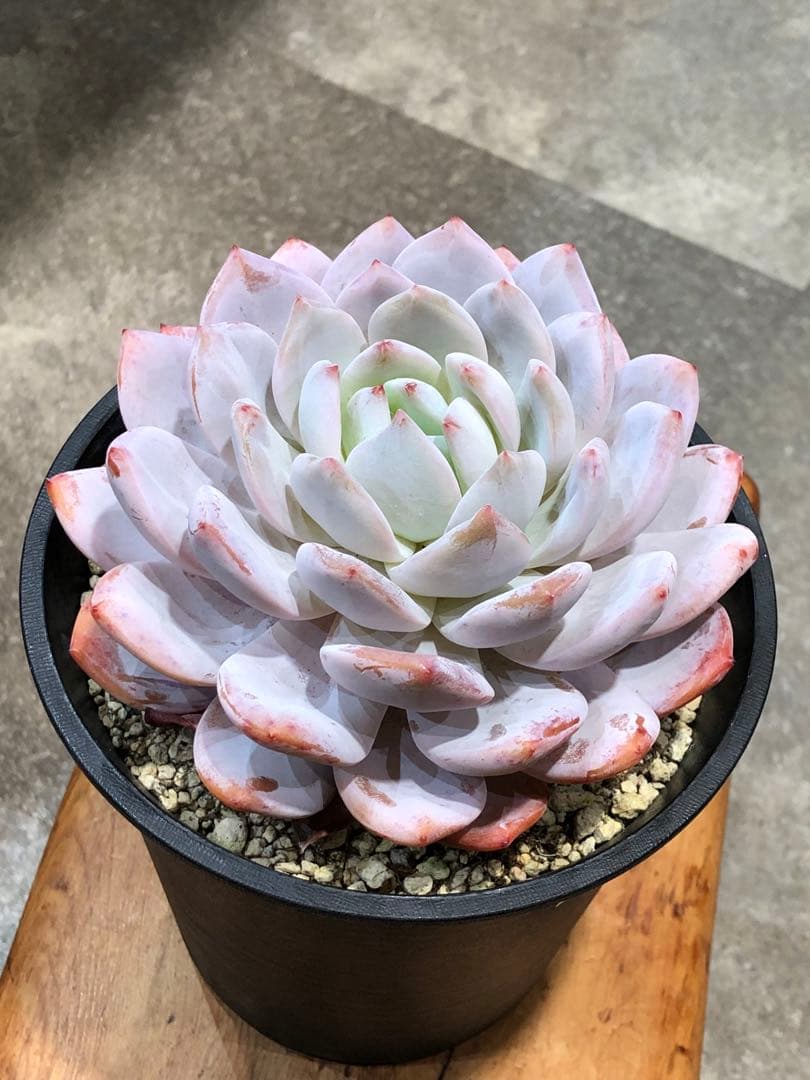 エケベリア・ラウリンゼ