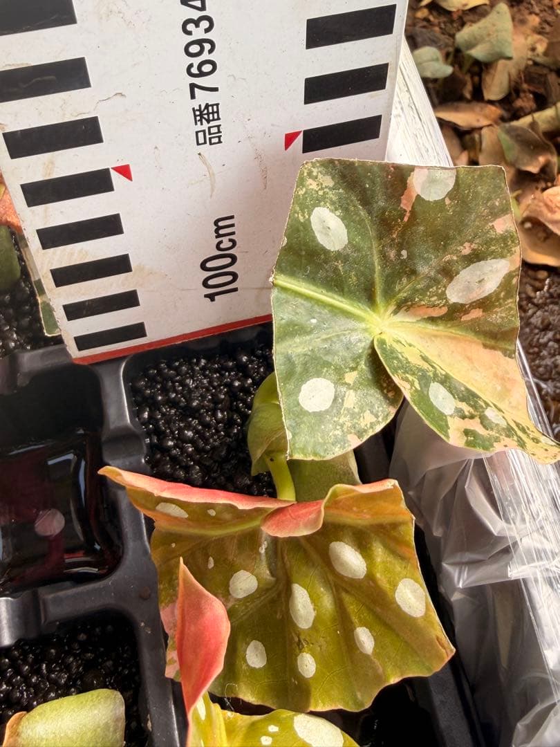 MSM様確認用