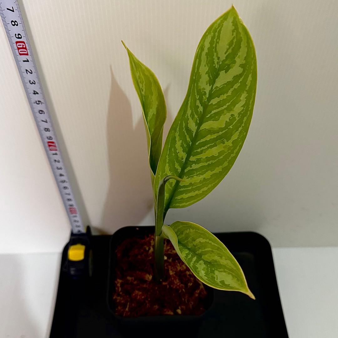 アグラオネマ ニティドゥム カーティシー 観葉植物 LEON レオン 11