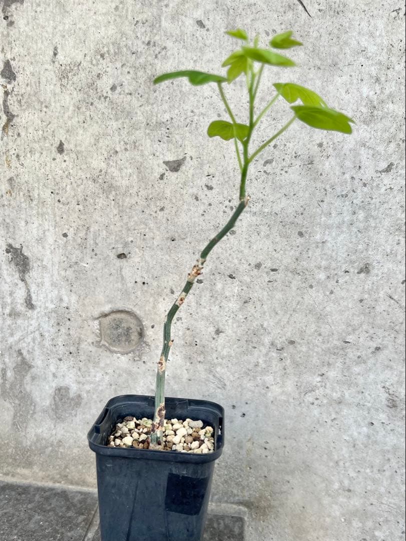 アデニア　アクレアータ ② 検)塊根植物 コーデックス