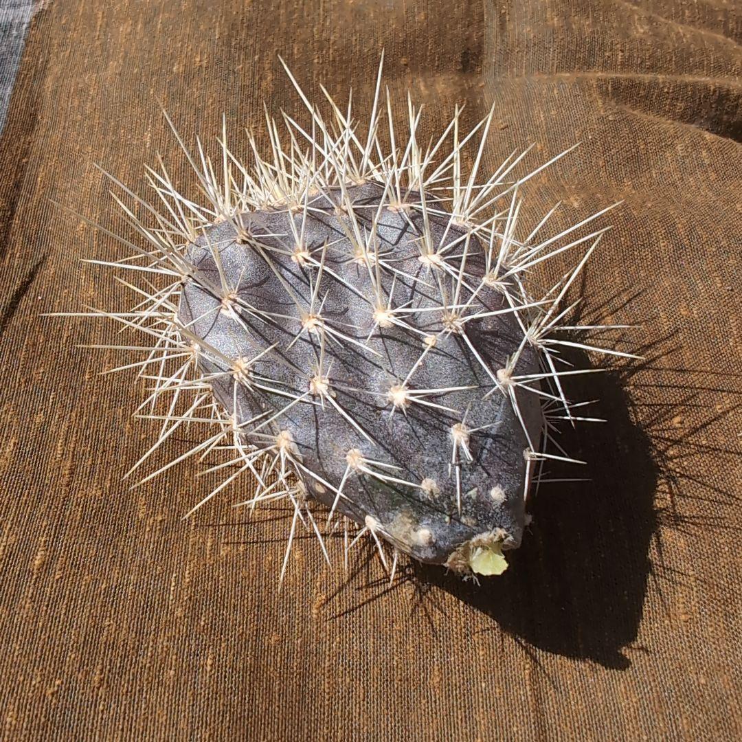 希少　ガラパゴス団扇コンパクト　黒肌　強白刺　カット苗　送料込み