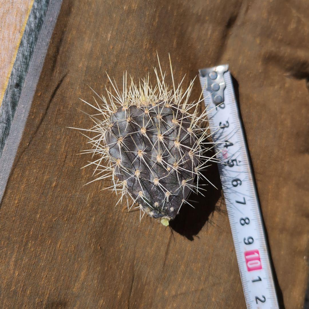 希少　ガラパゴス団扇コンパクト　黒肌　強白刺　カット苗　送料込み