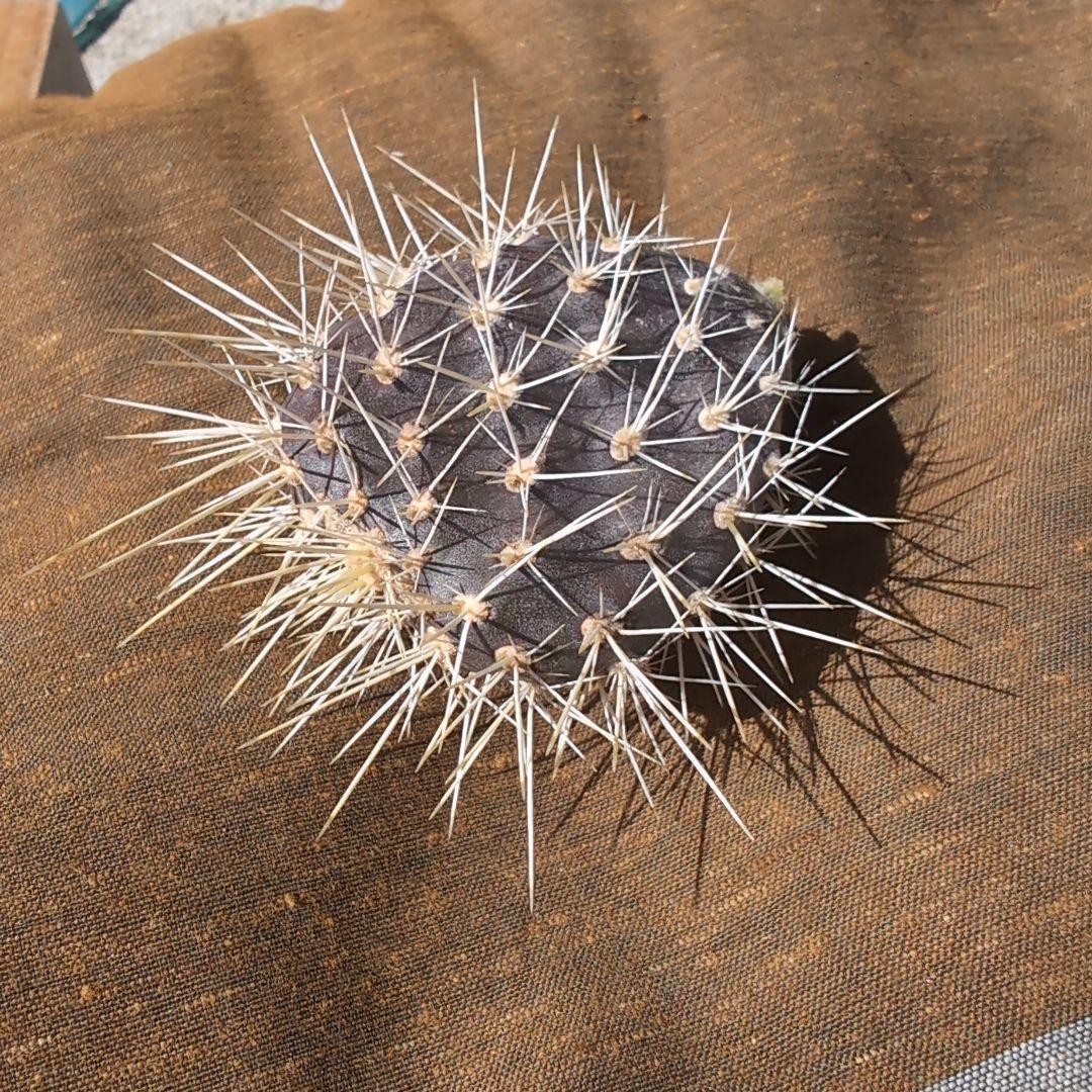 希少　ガラパゴス団扇コンパクト　黒肌　強白刺　カット苗　送料込み