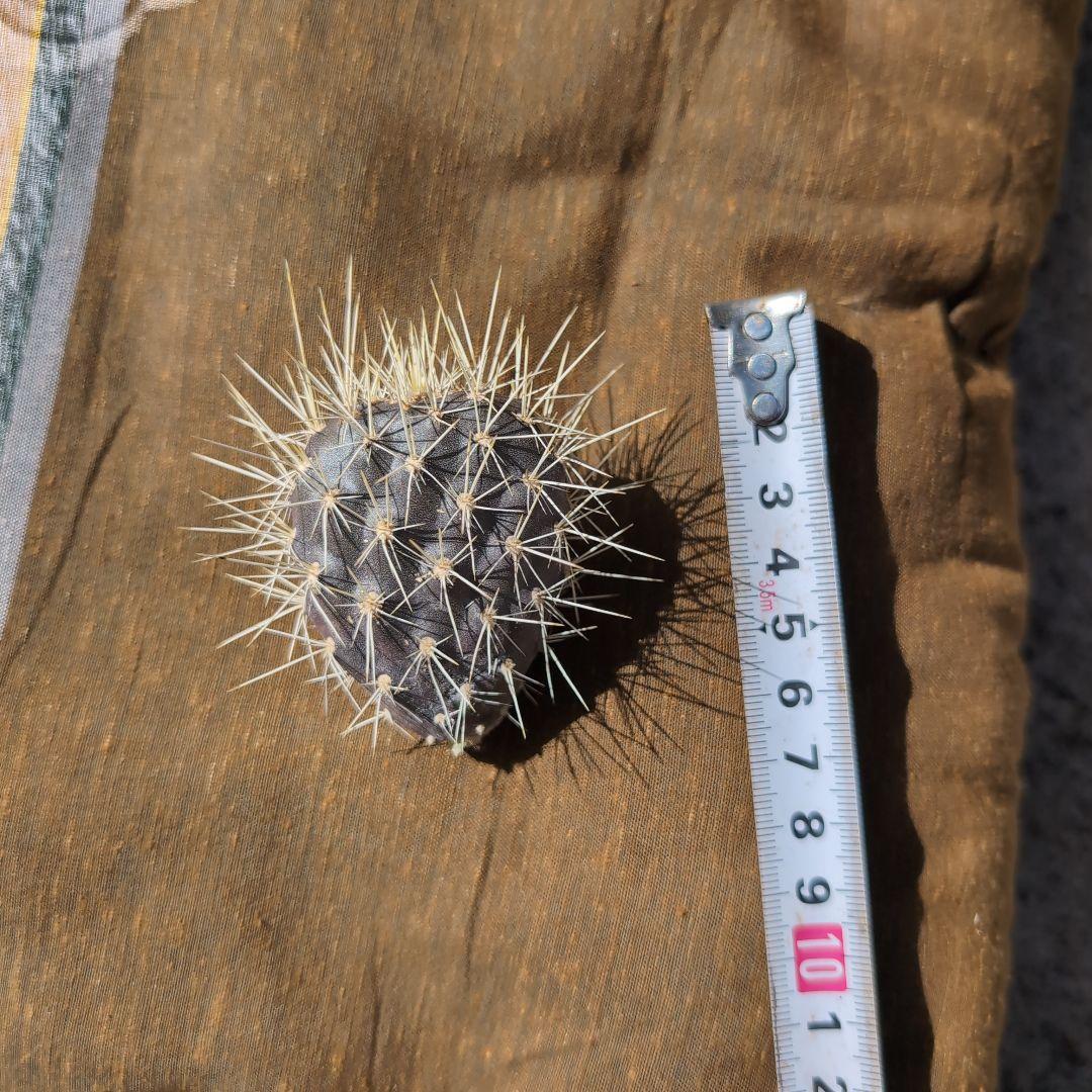 希少　ガラパゴス団扇コンパクト　黒肌　強白刺　カット苗　送料込み