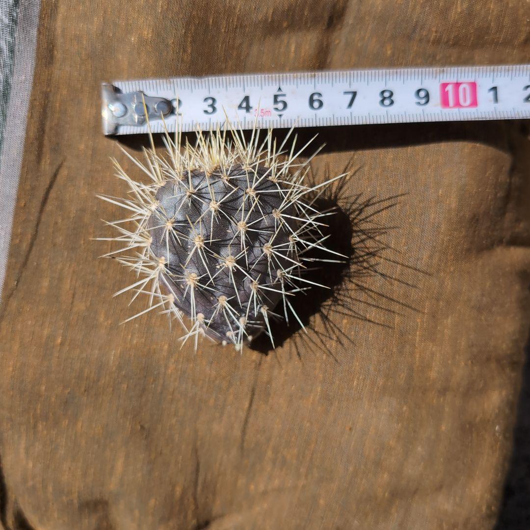 希少　ガラパゴス団扇コンパクト　黒肌　強白刺　カット苗　送料込み